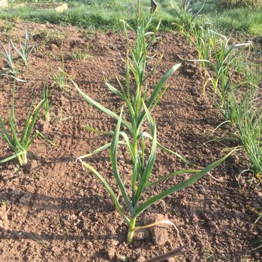 Garlic (Softneck) 'Solent Wight'