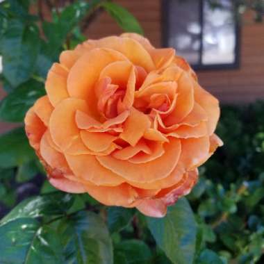 Rose (Hybrid Tea)