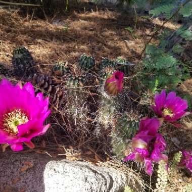 Echinocereus Cactus