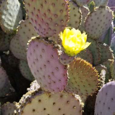 Violet Prickly Pear