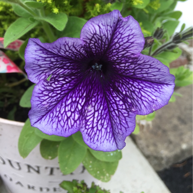 Plant image Petunia 'Littletunia Blue Vein' (Littletunia Series)