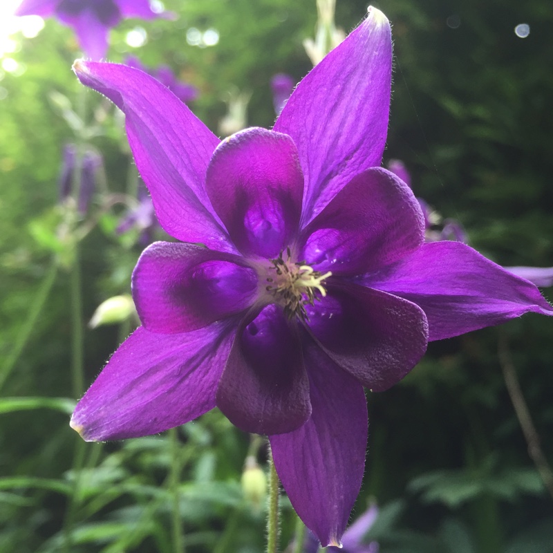 Plant image Aquilegia 'Hensoll Harebell'