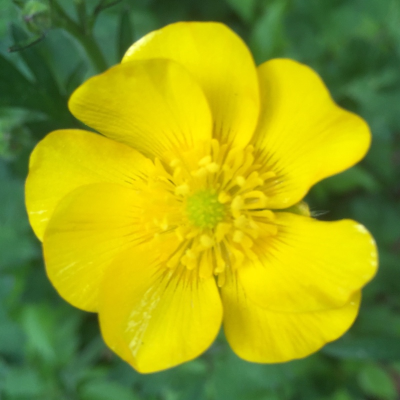 Plant image Ranunculus acris