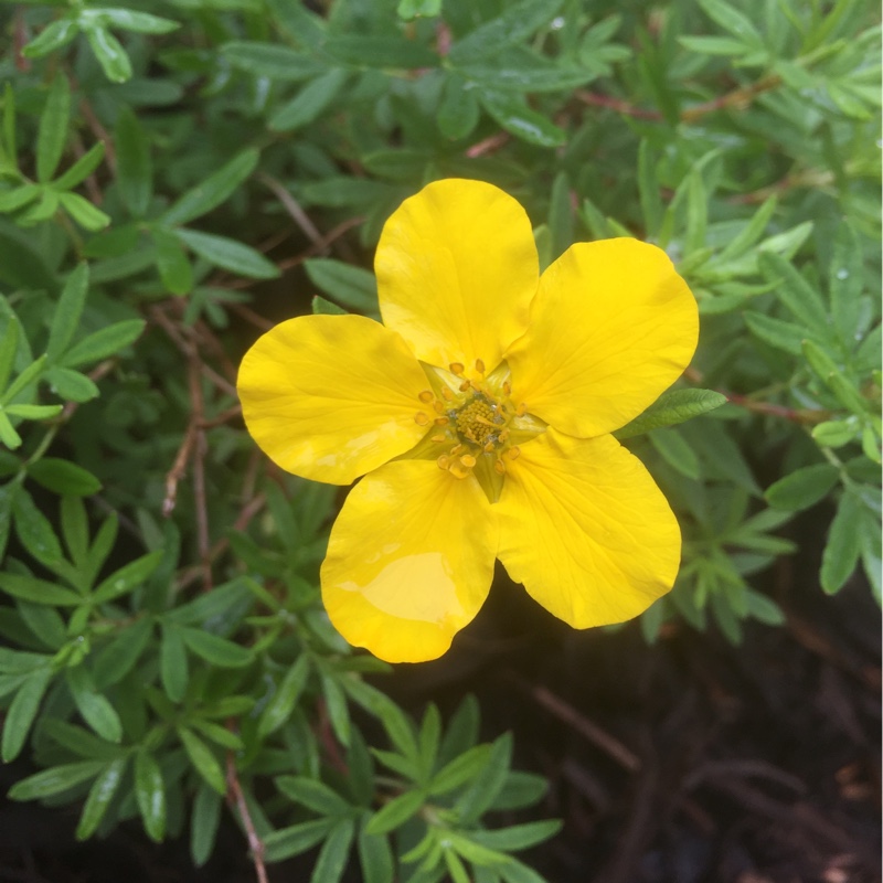 Plant image Potentilla fruticosa