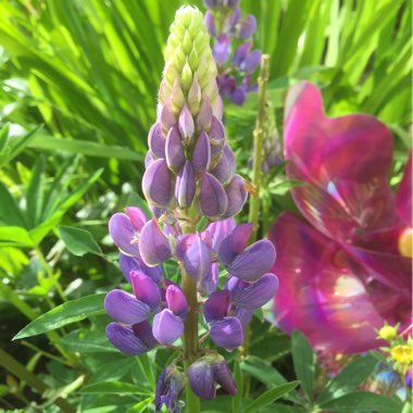 Lupin 'Gallery Blue'