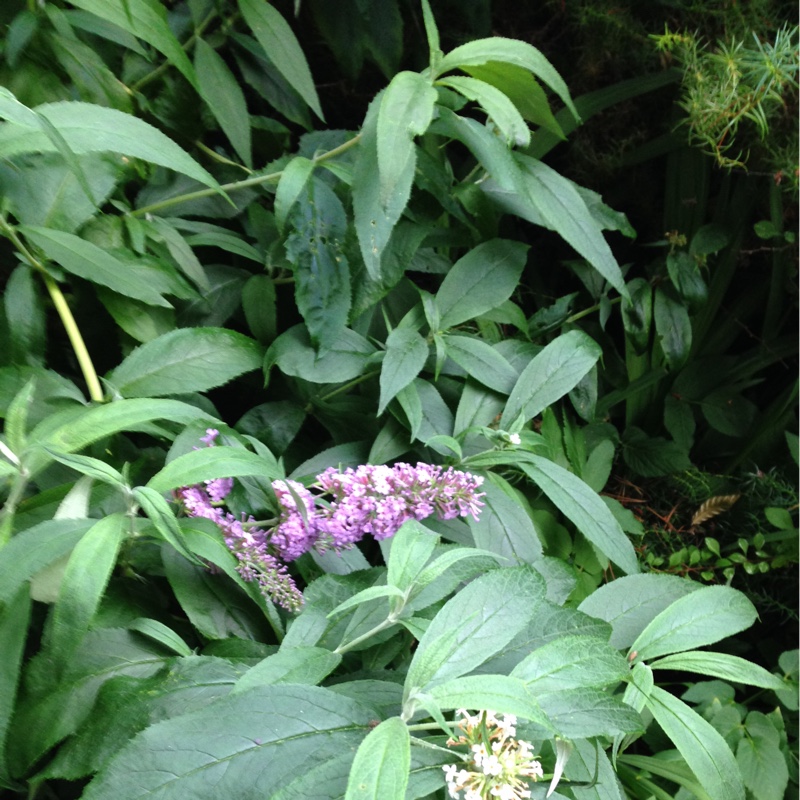 Plant image Buddleja davidii 'White Ball'