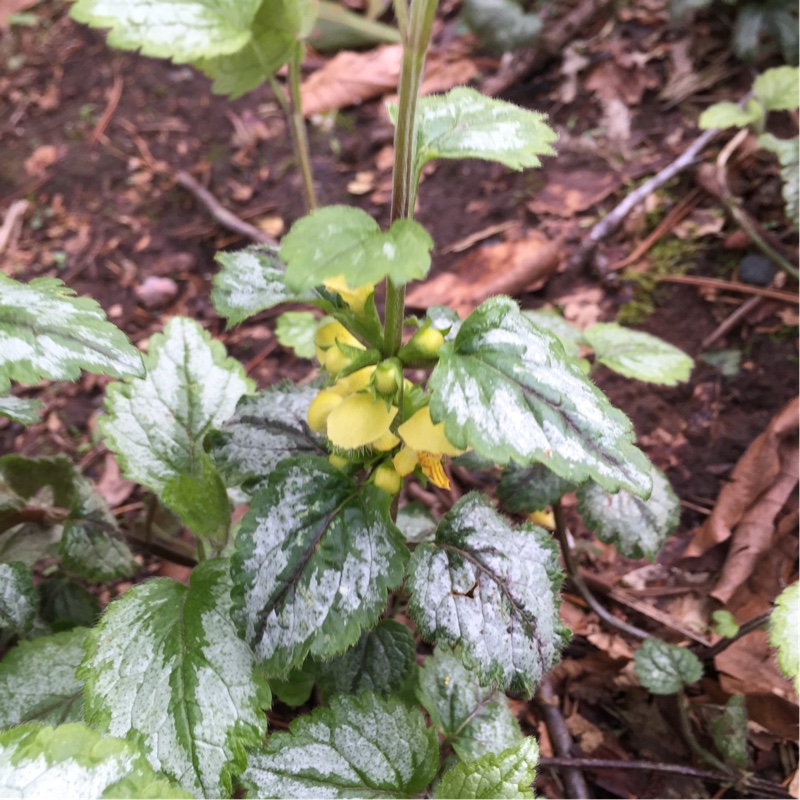 Plant image Lamium galeobdolon