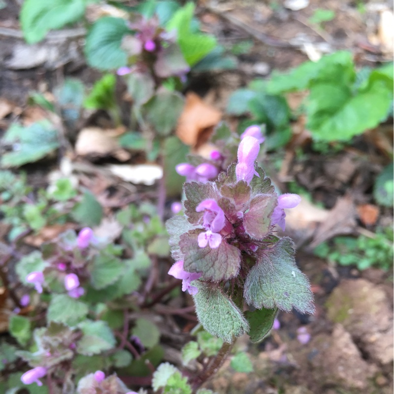 Plant image Lamium purpureum