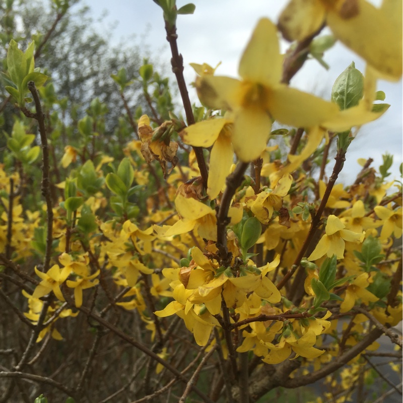 Plant image Forsythia x intermedia 'Spectabilis'