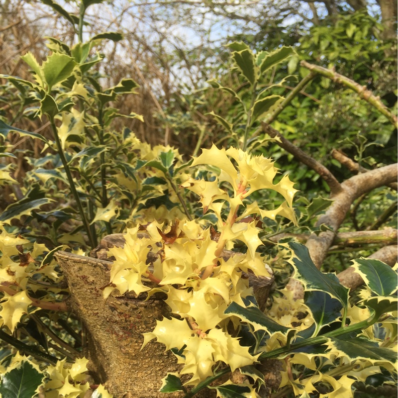 Ilex aquifolium 'Golden van Tol'