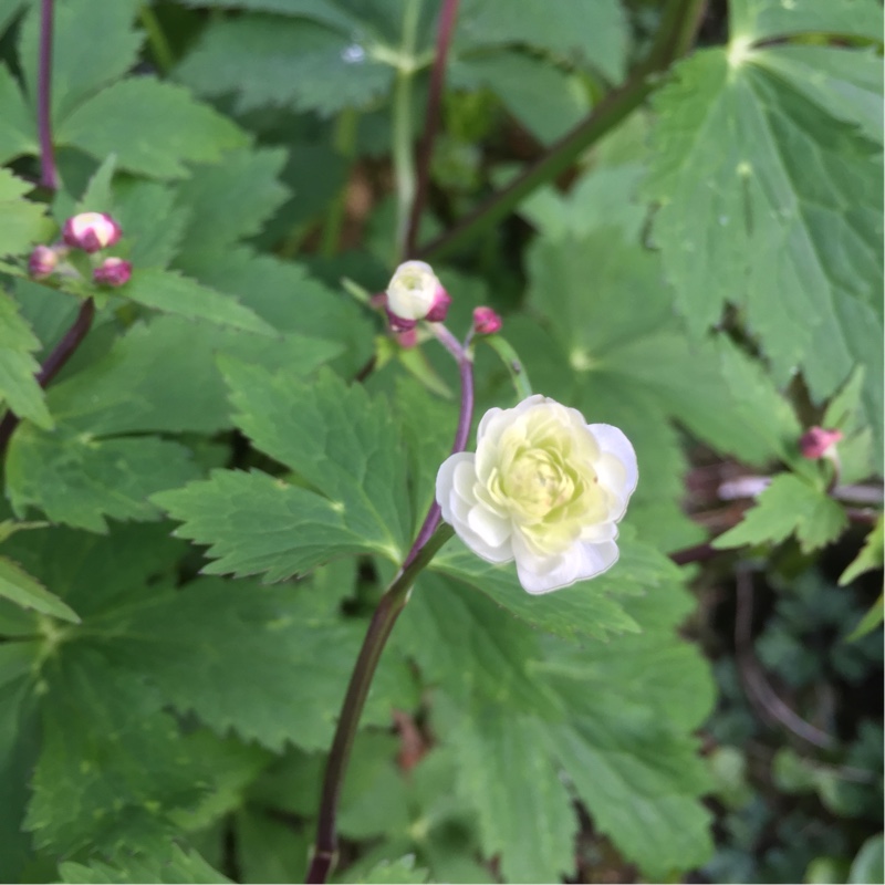 Plant image Ranunculus acris 'Flore Pleno'