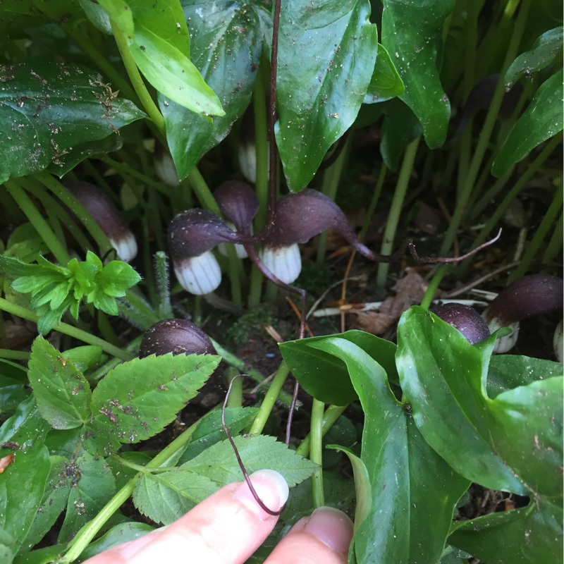 Arisarum proboscideum