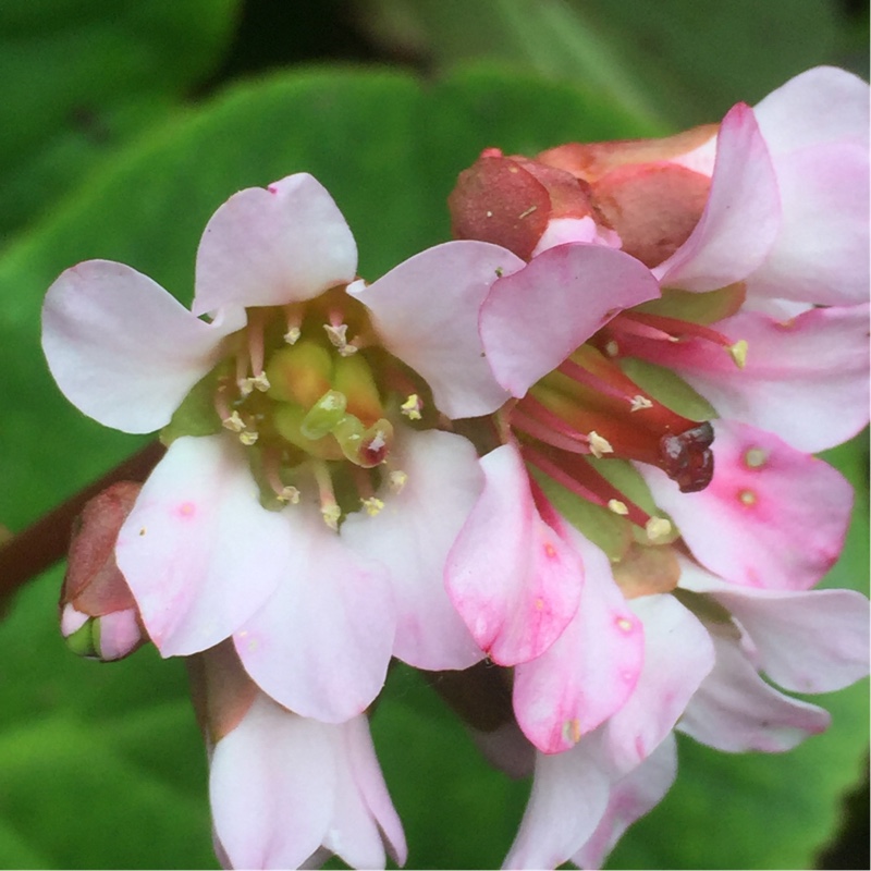 Plant image Bergenia 'Biedermeier'