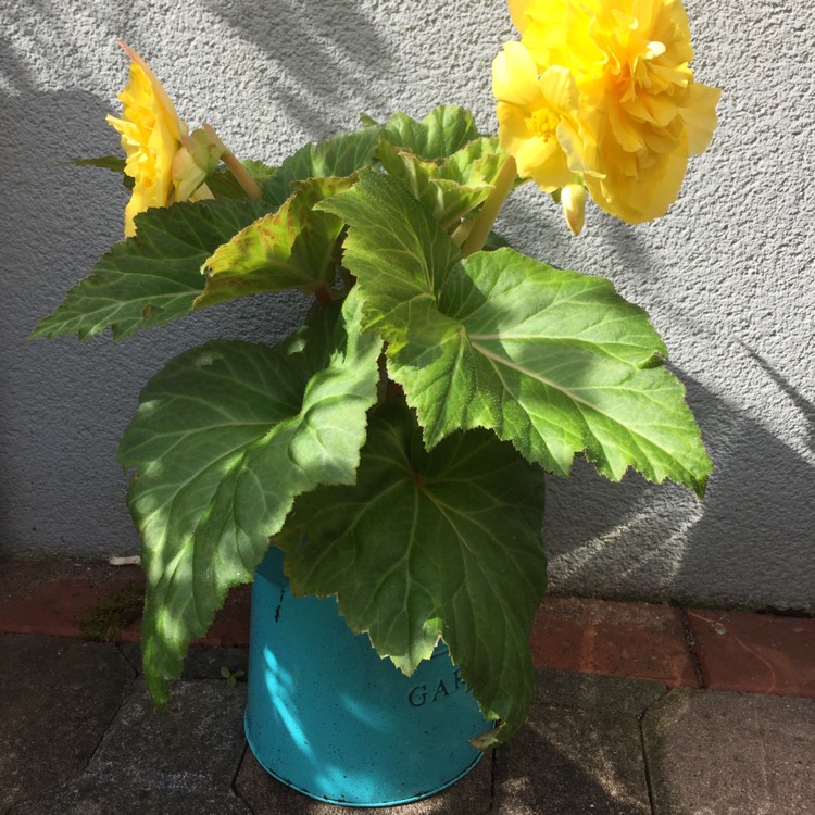 Plant image Begonia 'Nonstop Mocca Yellow' (Nonstop Mocca Series)