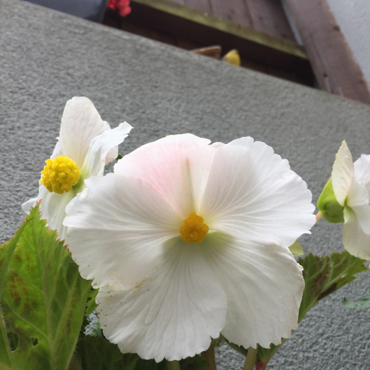 Plant image Begonia 'Nonstop Mocca White' (Nonstop Mocca Series)