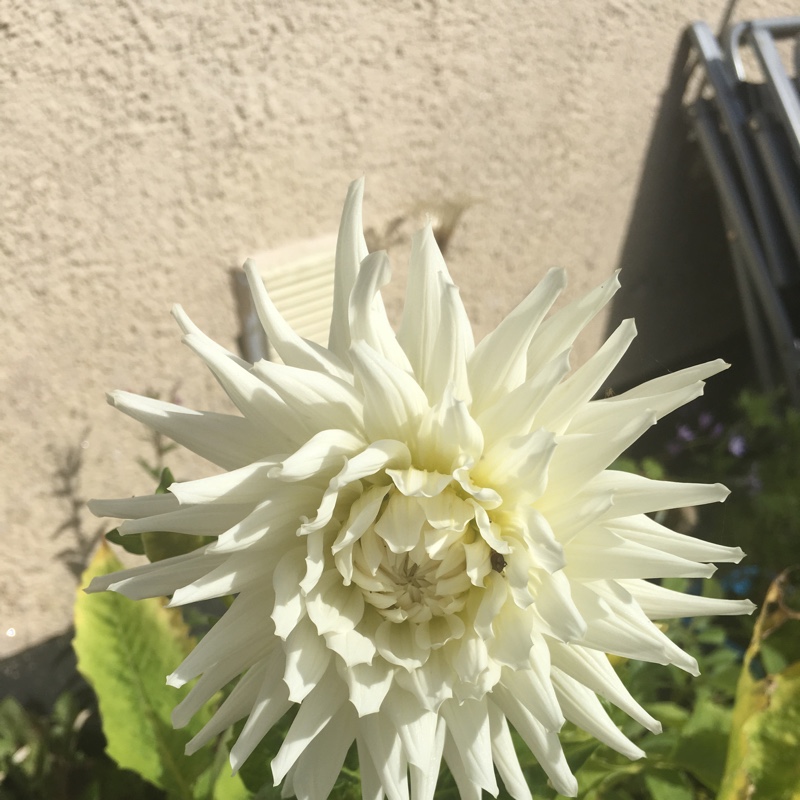 Plant image Dahlia 'Fire And Ice'