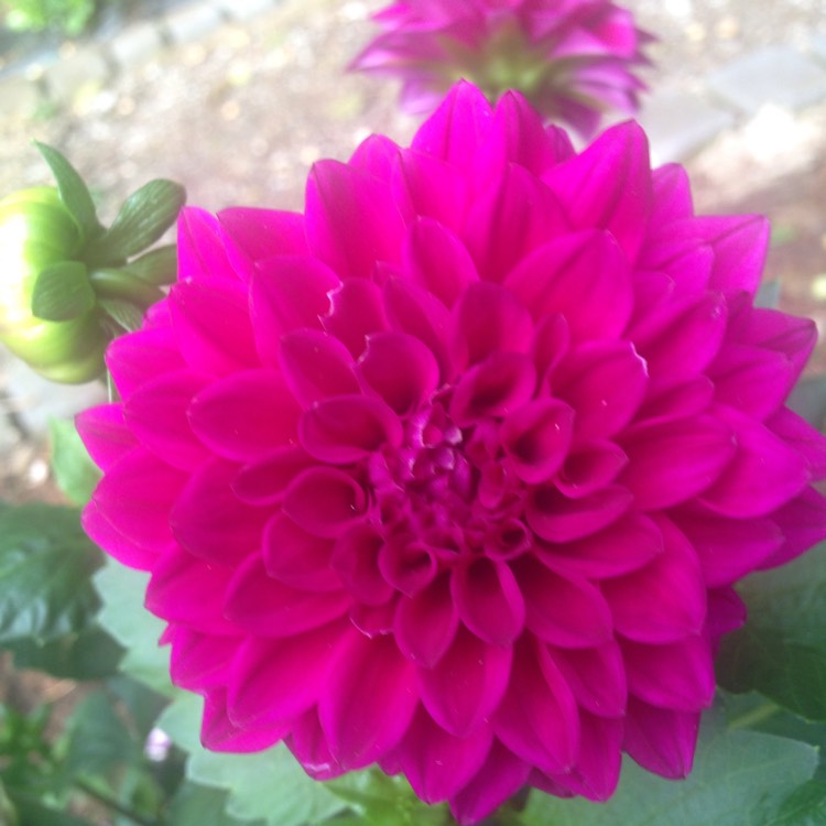 Plant image Dahlia 'Cadena'