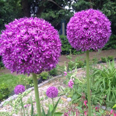 Allium 'Ambassador'