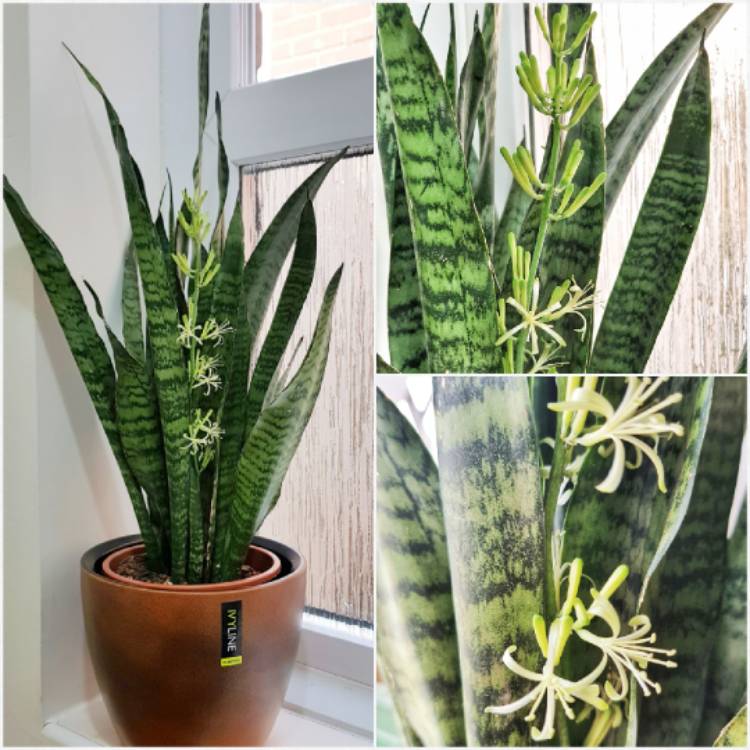 Plant image Sansevieria zeylanica