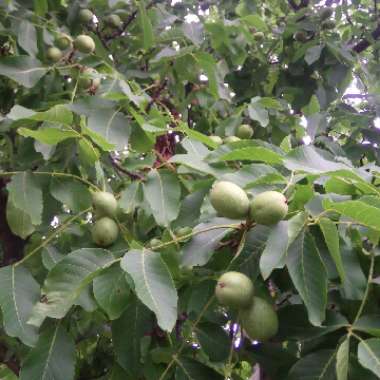 Walnut Tree