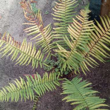 Fern