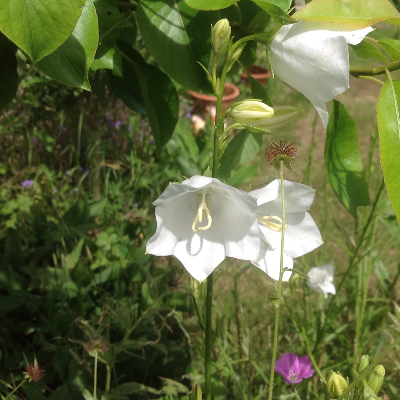 Plant image Campanula persicifolia f. alba