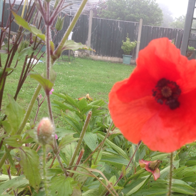 Long headed poppy