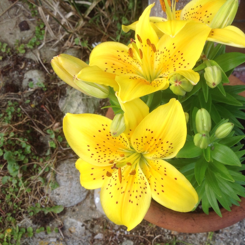 Daylily (Species) Amur Daylily 'Esculenta'