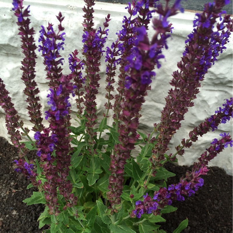 Balkan Clary Sage 'Caradonna'