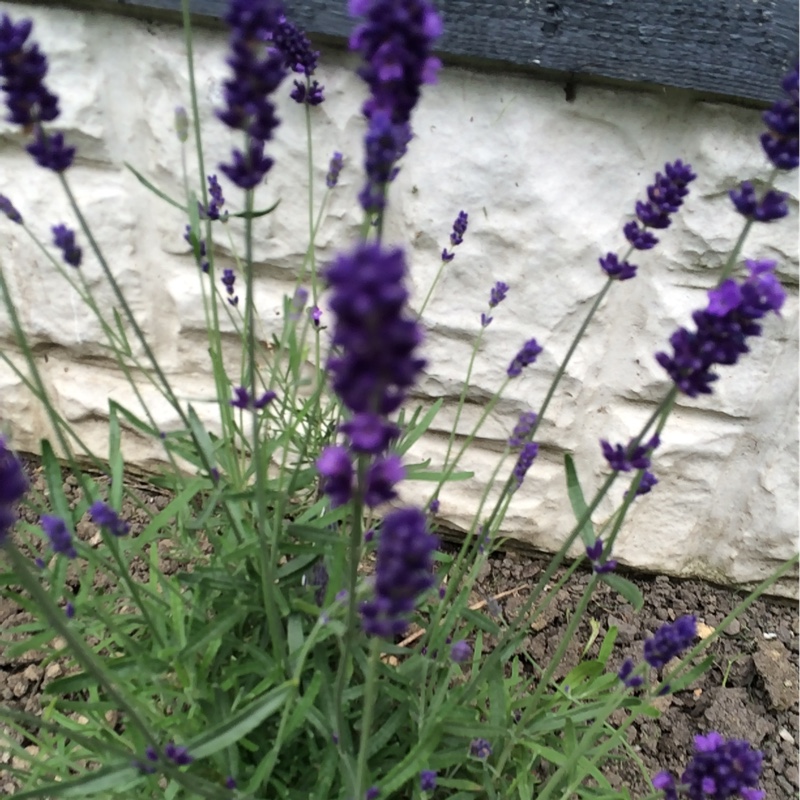 Lavender 'Hidcote'