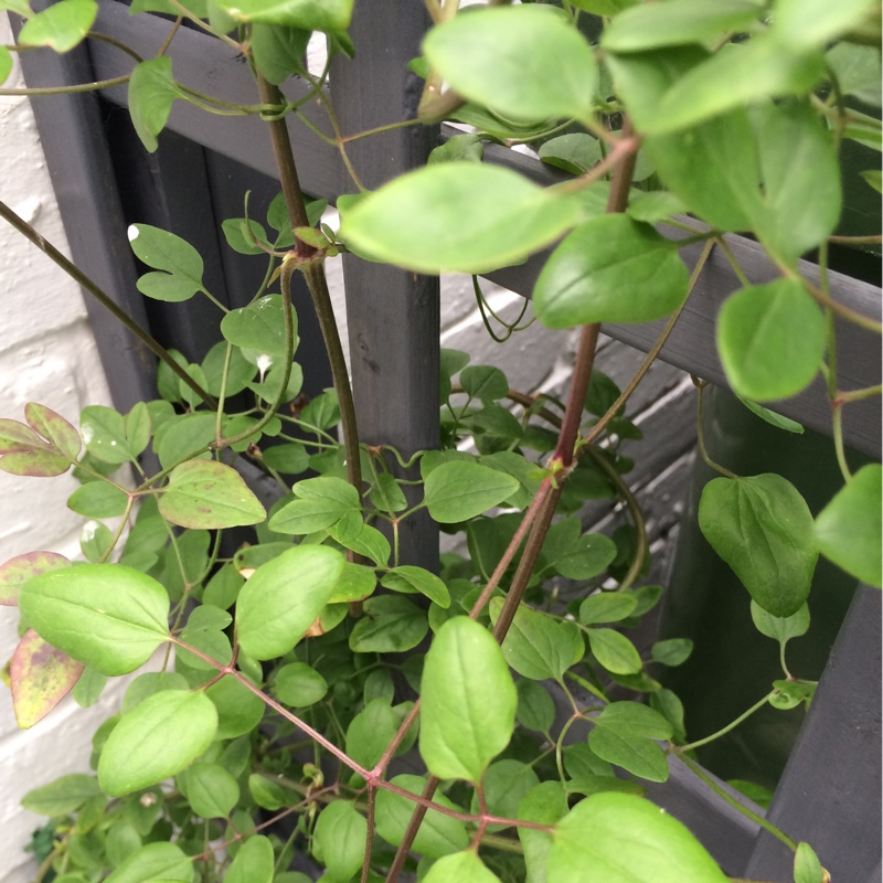 Clematis (Pruning Group 3 - Late Flowering Cultivars)