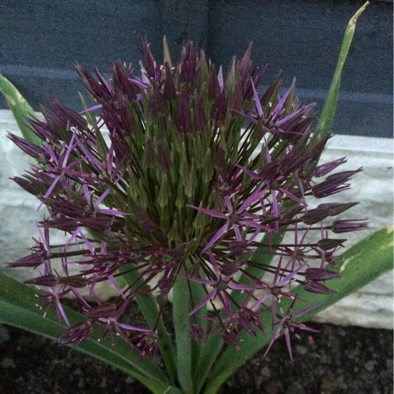 Allium (Species) Star of Persia