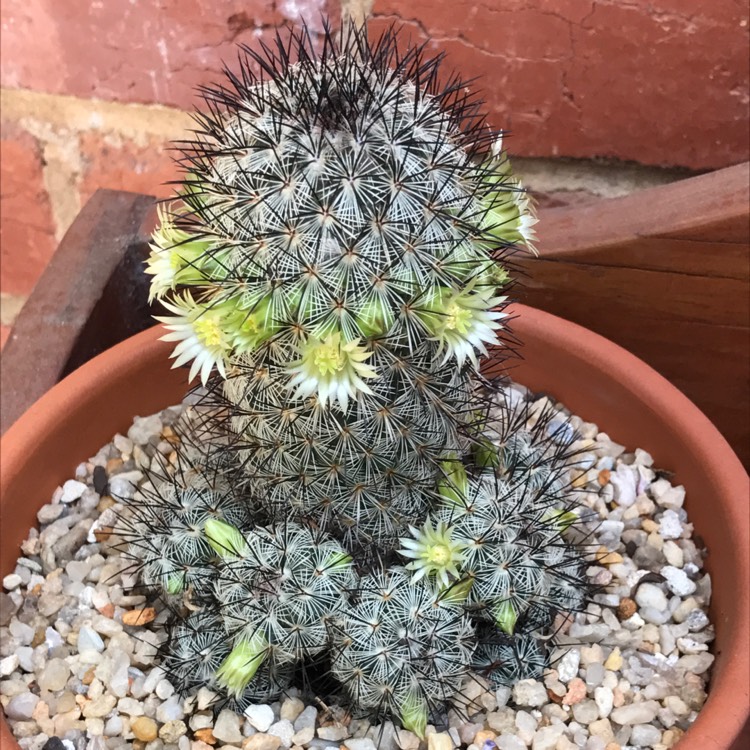 Plant image Mammillaria microhelia syn. Mammillaria droegeana, Mammillaria microheliopsis