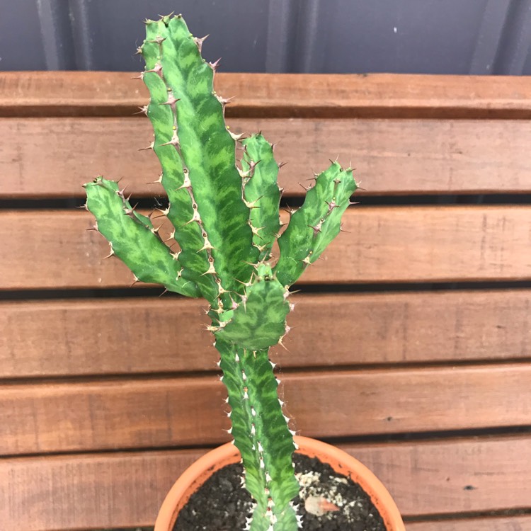 Plant image Euphorbia pseudocactus