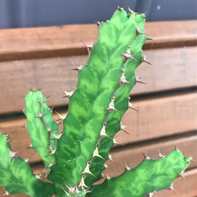 Plant image Euphorbia pseudocactus