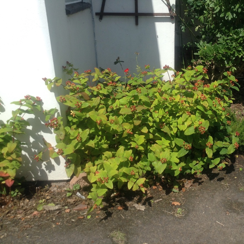 Hypericum 'Little Misstery'