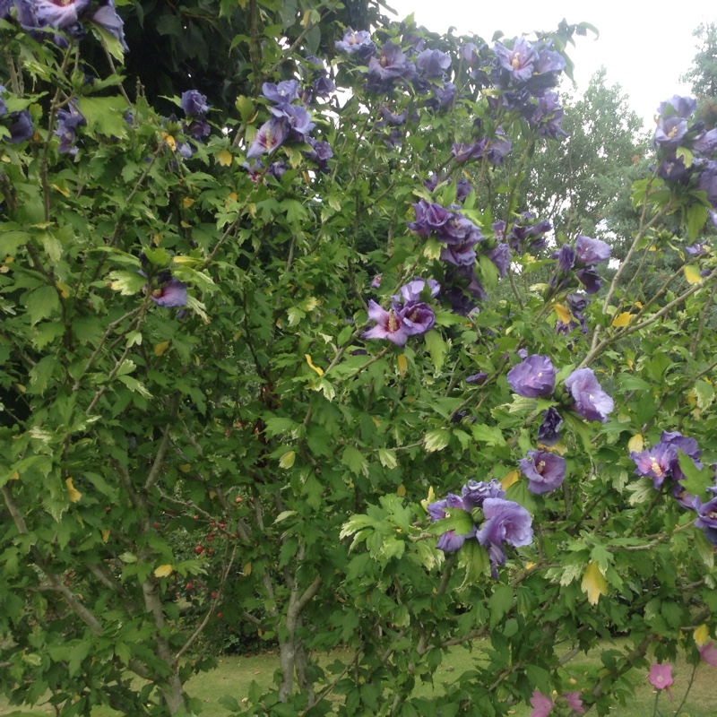 Rose of Sharon 'Blue Bird'