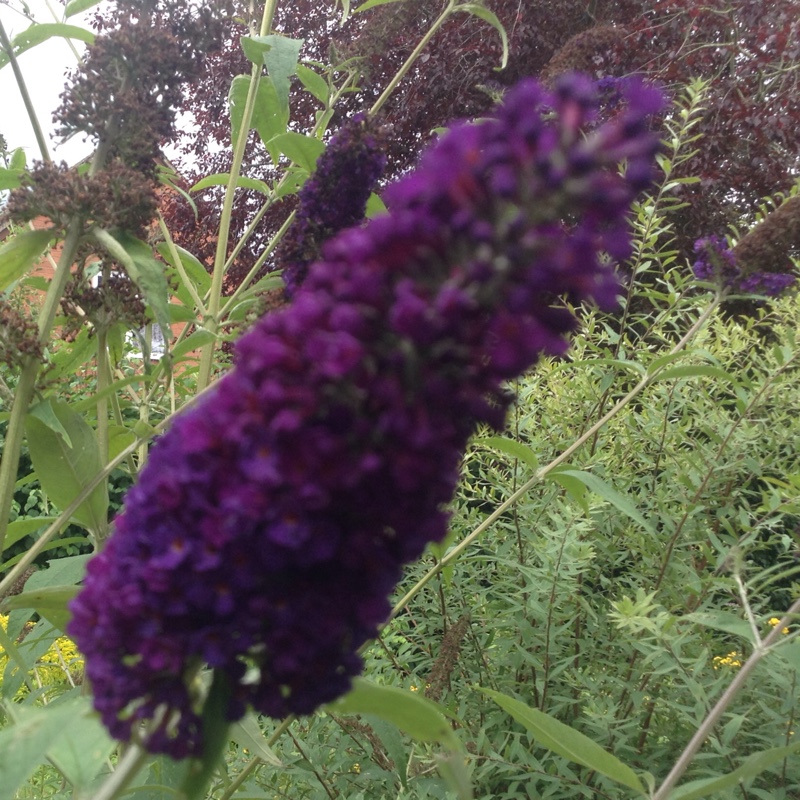 Butterfly Bush 'Black Knight'