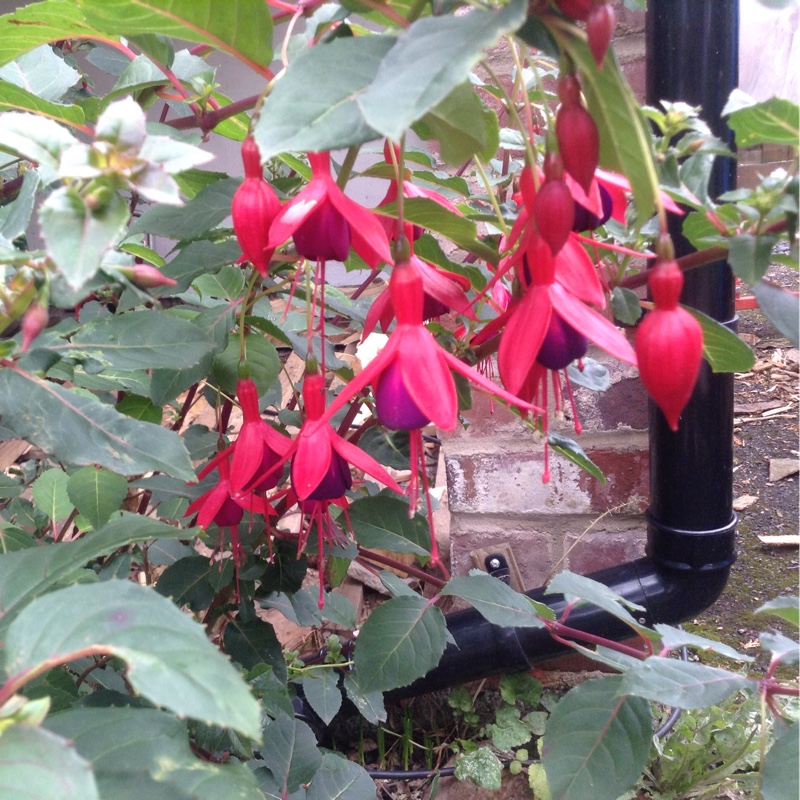 Fuchsia 'Magellanica'