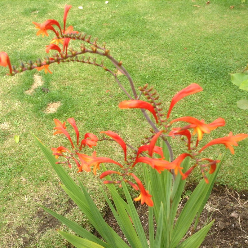 Montbretia