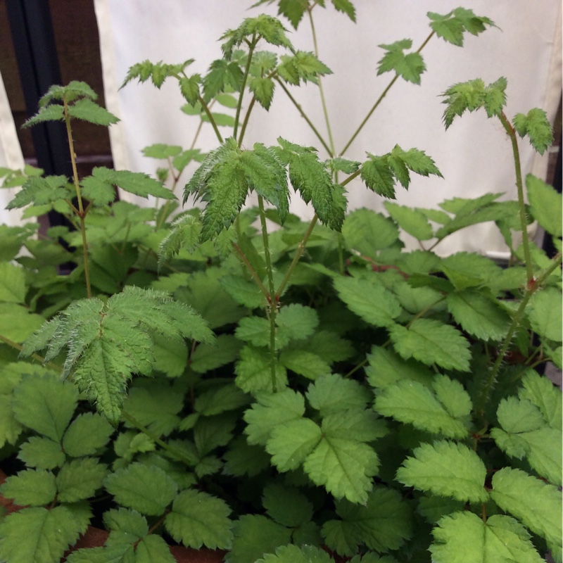 Plant image Astilbe chinensis var. pumila