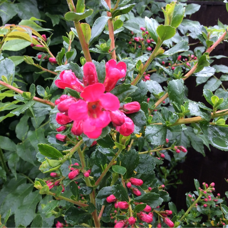 Plant image Escallonia rubra var. macrantha 'Crimson Spire'