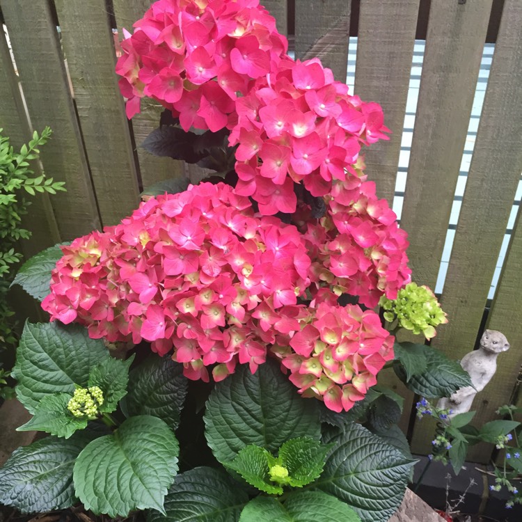 Plant image Hydrangea macrophylla 'Taube'