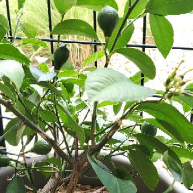 Citrus limon 'Meyer Improved'