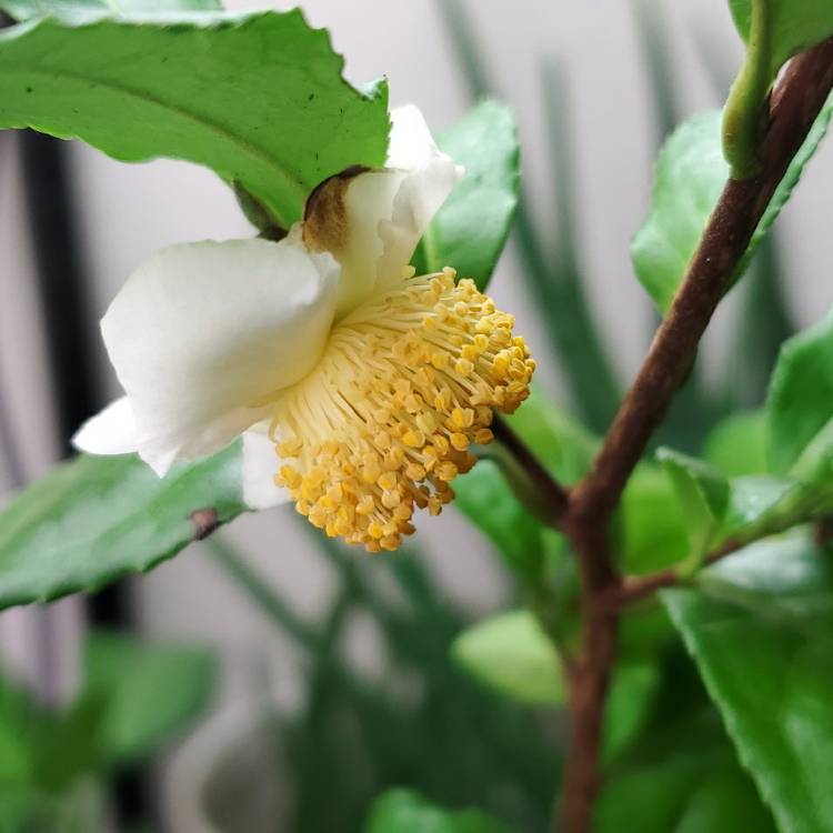 Plant image Camellia sinensis