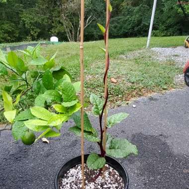 Red Malabar Spinach