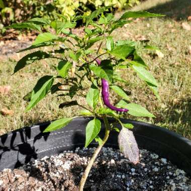 Chilli 'Buena Mulata' Hot Pepper