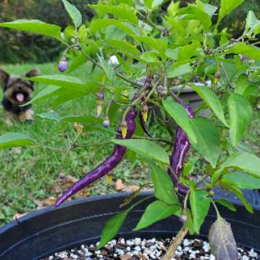 Chilli 'Buena Mulata' Hot Pepper