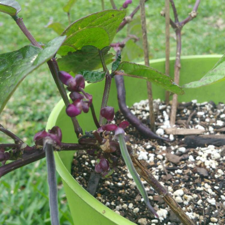 Plant image Phaseolus vulgaris 'Royal Burgundy'