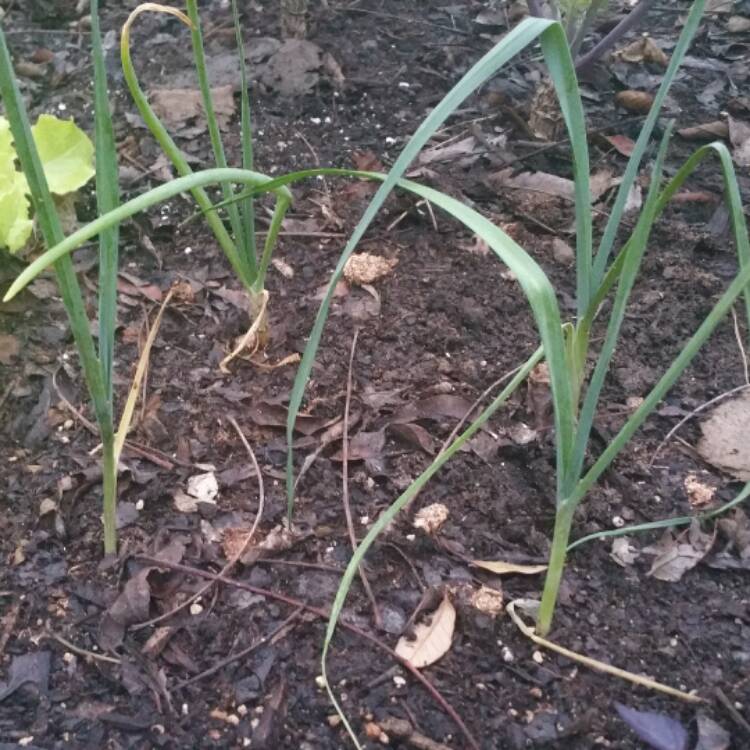 Plant image Allium ampeloprasum var. babingtonii